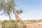 Giraffe eating leafs