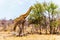 Giraffe eating the leafs of the few green trees In Kruger National Park