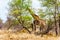 Giraffe eating the leafs of the few green trees In Kruger National Park