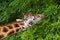 Giraffe eating leaves