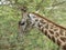 Giraffe eating leaves