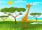 Giraffe eating leaves in Africa at sunset