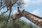 Giraffe eating leaves from a large bush, Botswanagiraffe eating leaves from a large bush, Botswana