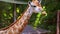 Giraffe eating leaves in public zoo