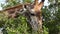 Giraffe eating leaves from a tree in Maasai Mara, Narok, Kenya