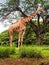 Giraffe Eating Leaves from Treetop