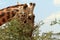 Giraffe Eating a Thorny Acacia Tree