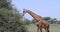Giraffe eating tree, 4K