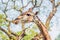 Giraffe eating from a tree in a gorgeous landscape in Africa