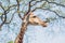 Giraffe eating from a tree in a gorgeous landscape in Africa