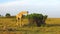 Giraffe eating tree leaves in savanna at Africa