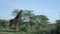 Giraffe eating tree tops, Serengeti