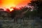 Giraffe eating from treetops at the Namibian savannah against a beautiful sunset sky