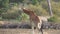 Giraffe eats the dry grass on the ground.