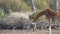 Giraffe eats the dry grass on the ground.