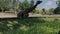 Giraffe eats grass then raises his head up in the Zoo on sunny summer day.