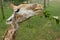 Giraffe eats green leaves