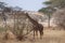 A giraffe eats leaves in the African savannah in Tanzania, Africa.