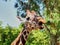 Giraffe eats in the zoo of China