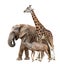 Giraffe, Elephant and Kudu