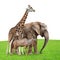 Giraffe, Elephant and Kudu