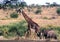 Giraffe and elephants walking in the savannah in Tanzania, Africa