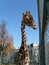 A giraffe with an elongated long spotted neck peeks out of the enclosure at the zoo. The head of a large hoofed African animal