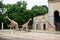 Giraffe enclosure in Berlin zoo