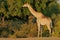 Giraffe, Etosha N/P, Namibia