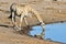 Giraffe - Etosha, Namibia