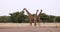 Giraffe on Etosha, Namibia safari wildlife