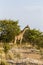 Giraffe, Etosha National Park, Namibia