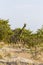 Giraffe, Etosha National Park, Namibia