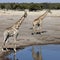 Giraffe - Etosha National Park - Namibia