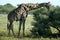 Giraffe, Etosha NP, Namibia