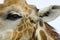 Giraffe eye, detail of giraffe head with fur, ear and mane