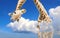 Giraffe face head hanging upside down. Curious gute giraffe peeks from above clouds