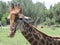 Giraffe Face and Neck front view. Close-Up. Heart Warming. Happy. Large Green Trees