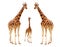 Giraffe family