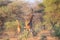 Giraffe family in the African bush