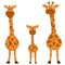 Giraffe family front view
