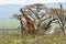 Giraffe family grazing near acacia tree African savanna