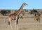 Giraffe family in the Kalahari