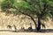 Giraffe family rests under camel-thorn tree