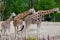Giraffe family in zoo