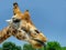 Giraffe in Fasano apulia safari zoo Italy