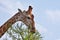 Giraffe feeding