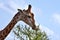 Giraffe feeding