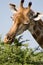 Giraffe feeding