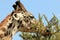 Giraffe Feeding